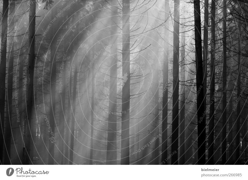 Sonnenstrahlen Sommer dünn Ferne gut schwarz weiß entdecken Leidenschaft Zukunft Wald dunkel Schwarzweißfoto Muster Tag Sonnenlicht Zentralperspektive