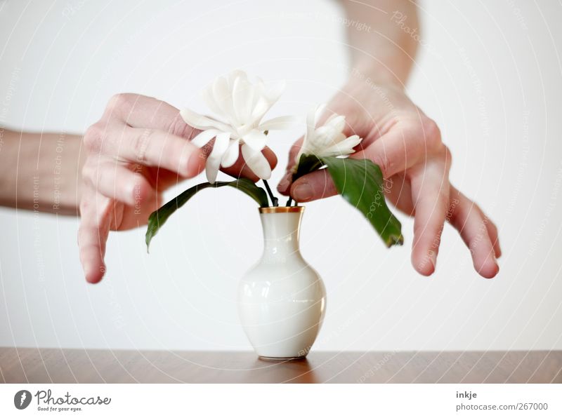 Magnolien für Tante Inge Freizeit & Hobby Ikebana Häusliches Leben Dekoration & Verzierung Hand 1 Mensch Blume Magnoliengewächse Magnolienblüte Blumenstrauß