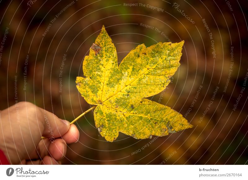 Herbstblatt Mann Erwachsene Hand Finger Umwelt Natur Pflanze Blatt Wald wählen festhalten gelb Glaube Religion & Glaube Stimmung Vergänglichkeit Herbstlaub