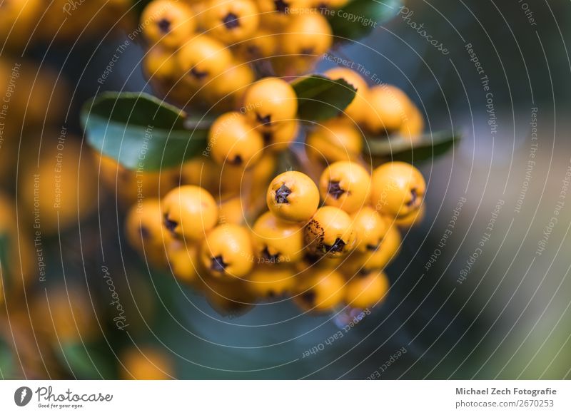 Schöne gelbe Farben in einem Makrobeerenschuß, Frucht Dessert Ernährung Essen schön Garten Dekoration & Verzierung Menschengruppe Natur Pflanze Herbst Blatt