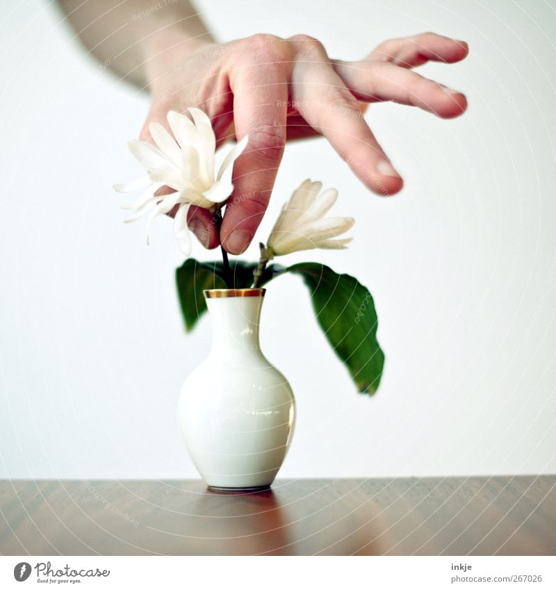 eine Magnolie für Onkel Werner Lifestyle Häusliches Leben Dekoration & Verzierung Vase Feste & Feiern Muttertag Geburtstag Hand 1 Mensch Blume Magnoliengewächse