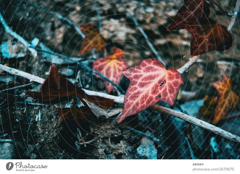 Herbstfarbene Hedera-Helix, die an einem Ast hängt Design schön Leben Berge u. Gebirge Tapete Klettern Bergsteigen Umwelt Natur Pflanze Blatt Wald Traurigkeit
