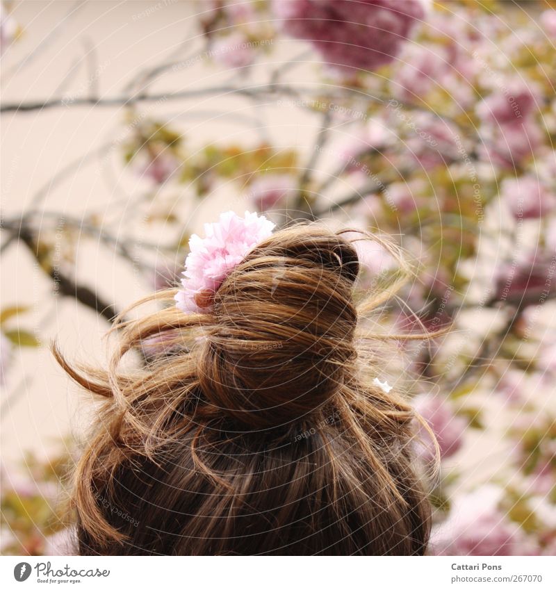 rosa Königin Umwelt Natur Pflanze Frühling Sommer Baum Blume Blatt Blüte Accessoire Schmuck Haarschmuck Haare & Frisuren brünett Zopf frisch hell schön