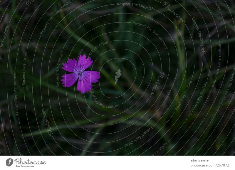 Karthäuser-Nelke Natur Pflanze Blume Blüte Wildpflanze Wiese Gelassenheit ruhig Außenaufnahme Nahaufnahme Menschenleer