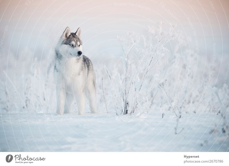 Sibirischer Husky-Winter schön Schnee Natur Landschaft Tier Himmel Gras Wald Pelzmantel Haustier Hund stehen niedlich blau weiß jung Abenddämmerung Arktis