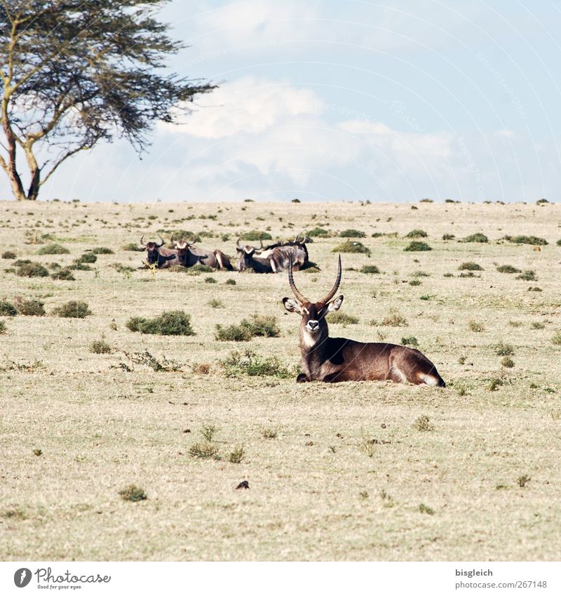 Antilopen Natur Kenia Afrika Tier 1 Tiergruppe liegen Blick blau braun Farbfoto Außenaufnahme Menschenleer Textfreiraum oben Tag