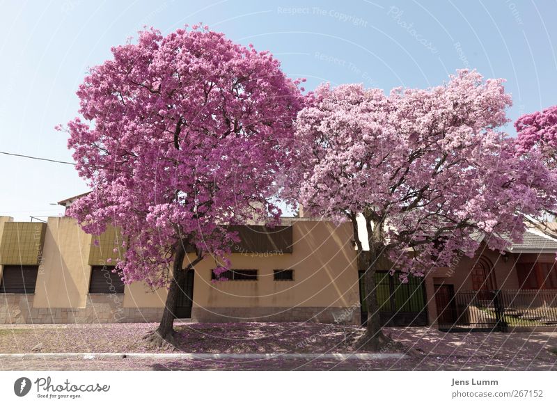 Cherry Blossom Girls Stadt blau rosa Tucuman Argentinien Südamerika Baum Blühend Frühling Straße Bordsteinkante Fassade mehrfarbig Außenaufnahme Menschenleer