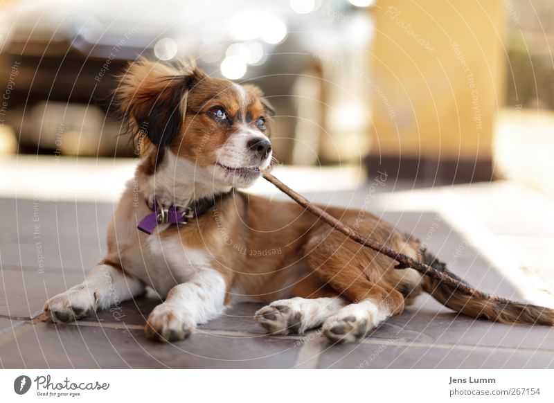 „Rowdy“ Roddy Piper Tier Haustier Hund 1 Tierjunges braun Argentinien Südamerika Stock Spielen Kauen liegen Farbfoto Außenaufnahme Menschenleer Tag Unschärfe