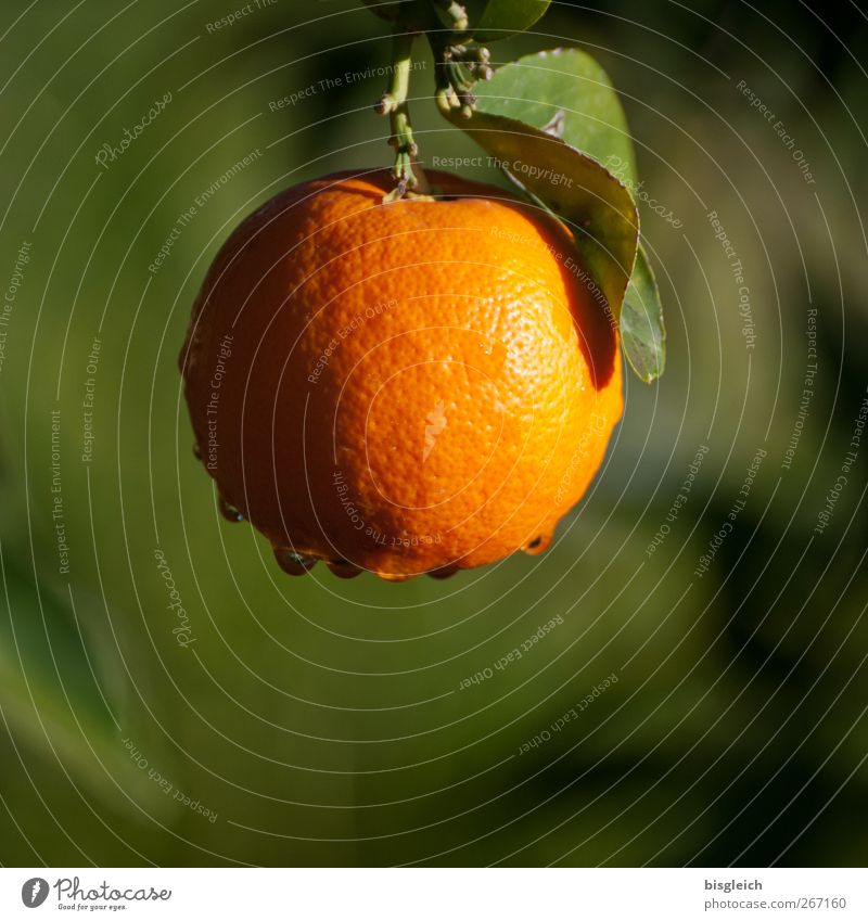 Orange Lebensmittel Frucht Sommer Nutzpflanze grün Farbfoto Außenaufnahme Menschenleer Textfreiraum unten Tag Schwache Tiefenschärfe
