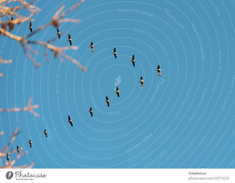 Überraschung | die Flugroute der Kraniche Umwelt Natur Pflanze Himmel Wolkenloser Himmel Winter Schönes Wetter Baum Zweig Wildtier Vogel Tiergruppe fliegen
