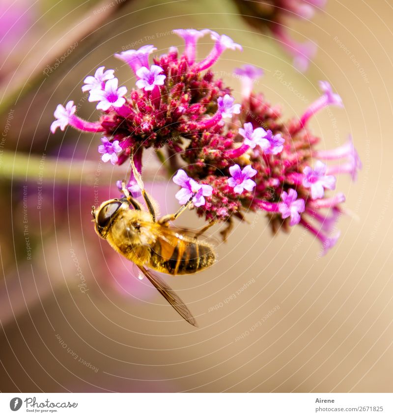 !Trash! 2018 | abgehangen Blume Bienenweide Zierpflanze Arbeit & Erwerbstätigkeit Duft hängen krabbeln gold rosa Gefühle Frühlingsgefühle genießen Lebensfreude