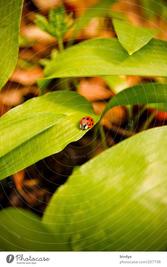 Marienkäfer auf Bärlauch Natur Frühling Pflanze 1 Tier krabbeln authentisch natürlich schön grün rot Zufriedenheit Wachstum Waldboden Blattgrün Glücksbringer