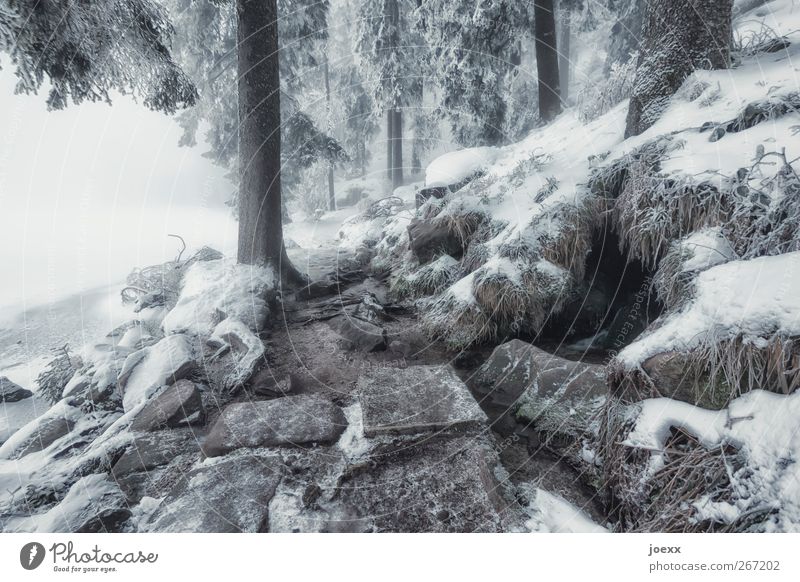 Step Stone Natur Winter schlechtes Wetter Nebel Eis Frost Schnee Baum Wald Berge u. Gebirge Seeufer Stein kalt braun schwarz weiß Idylle Klima Mummelsee