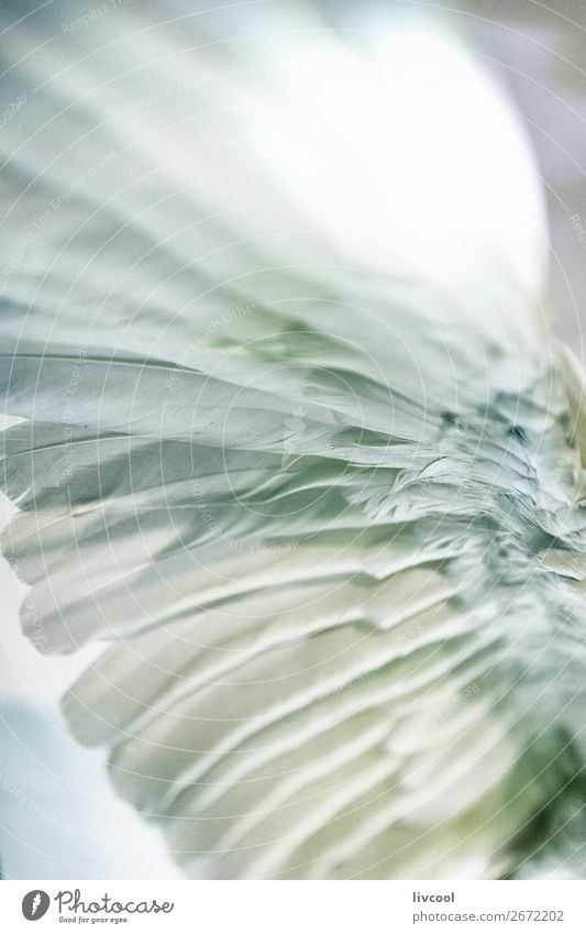 eingesetzter Flügel schön Leben Freiheit Museum Tier Vogel Fliege Engel fliegen träumen Coolness frei weiß Selbstständigkeit Feder Fauna Australien