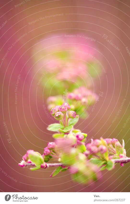 rosa-rot Natur Pflanze Frühling Sträucher Blatt Blüte Zweig Blütenknospen Garten hell schön Wärme grün Farbfoto mehrfarbig Außenaufnahme Nahaufnahme