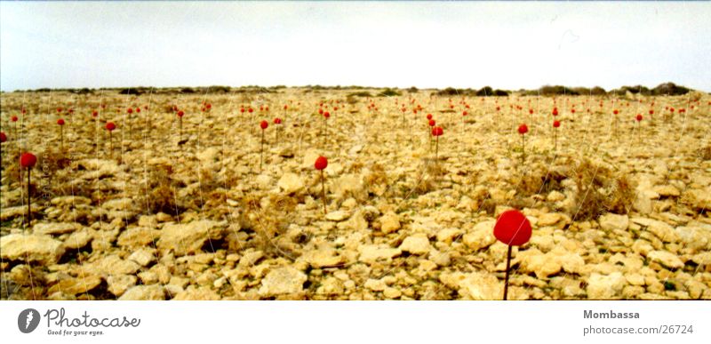 Landart-Blumen in Wüste beige Kunst Land Art Formentera Panorama (Aussicht) rot Freizeit & Hobby Landschaft Stein groß Panorama (Bildformat)