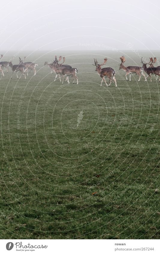 vorbeiziehen Umwelt Natur Pflanze Tier schlechtes Wetter Unwetter Nebel Gras Wiese Feld Wildtier Herde dunkel kalt Hirsche Reh Horn Wildfleisch Farbfoto