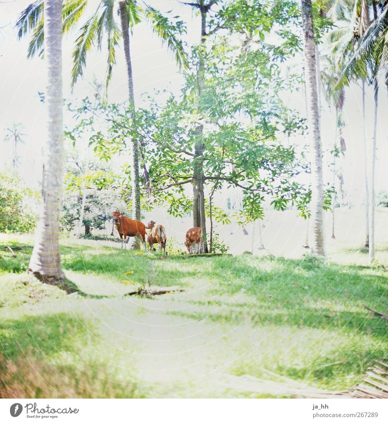 Nutztiere Ferne Natur Sonnenlicht Schönes Wetter exotisch Palme Wald Urwald Kuh Herde Ferien & Urlaub & Reisen Gegenlicht Bali Indonesien Huftier braun Wiese