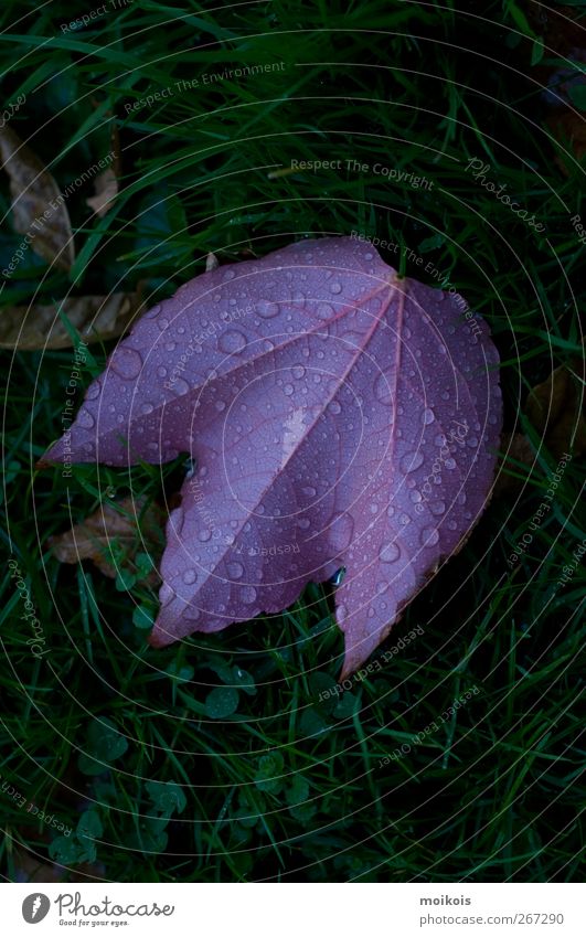 Ahornblatt in violett Natur Pflanze Wassertropfen Herbst Gras Blatt ästhetisch authentisch grün Farbfoto Außenaufnahme Textfreiraum oben Textfreiraum unten Tag