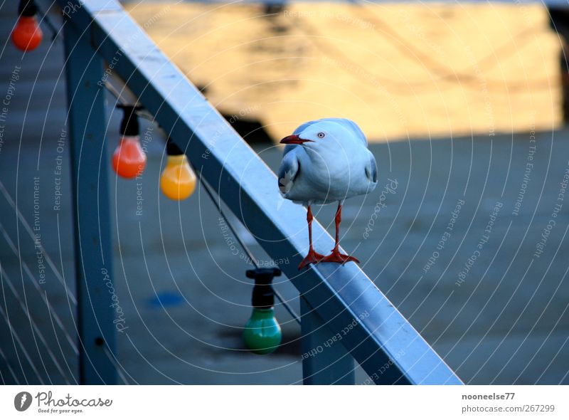 Möwe auf Geländer in Australien Tier Vogel 1 beobachten Stimmung Unglaube Misstrauen Farbfoto mehrfarbig Außenaufnahme Menschenleer Tag Vogelperspektive