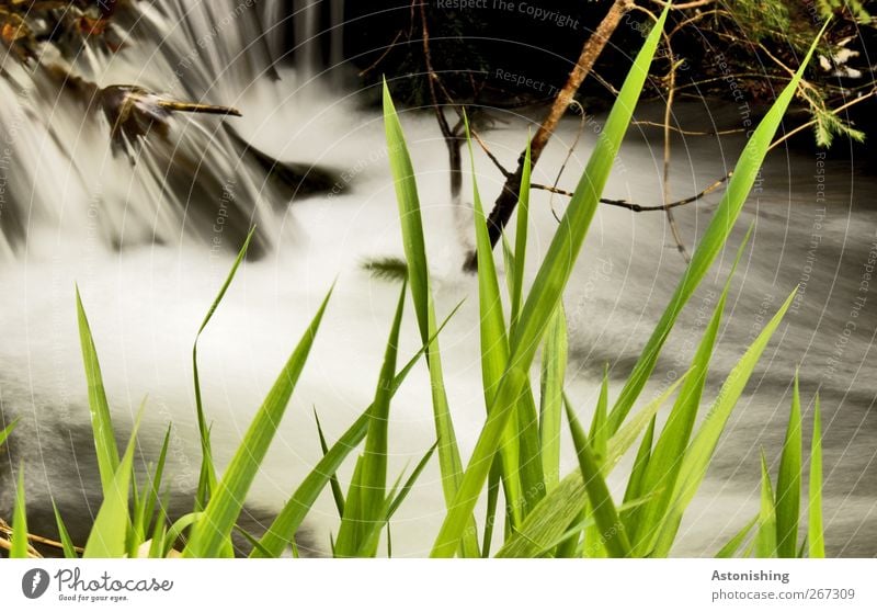 zackig Umwelt Natur Landschaft Pflanze Wasser Frühling Wetter Gras Sträucher Moos Wiese Flussufer Wasserfall nass Geschwindigkeit grün schwarz weiß Ast fließen