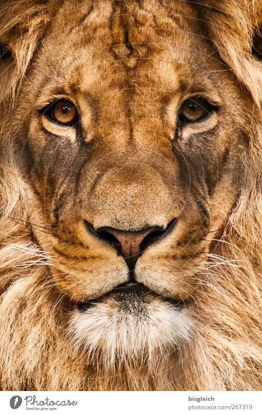 Löwe Tier Wildtier Tiergesicht Zoo Löwenmähne Auge 1 Blick wild weich braun Kraft Willensstärke Macht Mut Stolz Farbfoto Außenaufnahme Menschenleer Tag