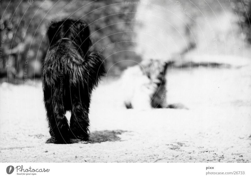 Alte Freunde Sommer Wege & Pfade Fell Haustier Hund 2 Tier schwarz weiß Stimmung ruhig Erwartung Briard Hirtenhund begegnen Schwarzweißfoto Rückansicht Haushund