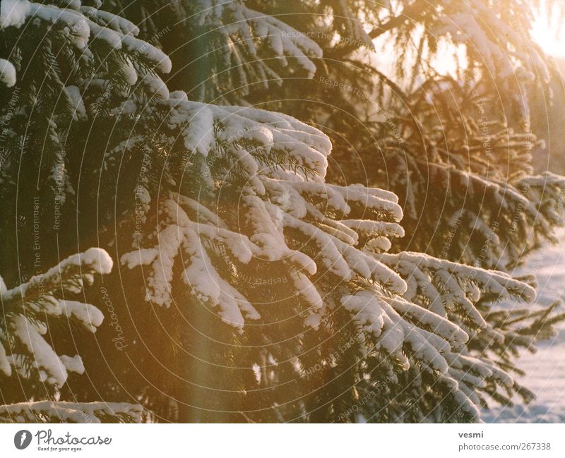 Winter Umwelt Schönes Wetter Eis Frost Schnee Schneefall Baum Wald kalt natürlich braun gelb Erholung Ferien & Urlaub & Reisen Freizeit & Hobby Natur