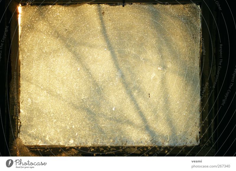 Frostfenster Glas kalt braun gelb Schatten Eis Quadrat abstrakt kühlen Sonnenlicht Hintergrundbild Ast Farbfoto Gedeckte Farben Menschenleer Hintergrund neutral