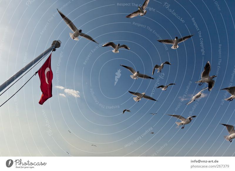 Die Flagge Umwelt Natur Himmel Tier Vogel Flügel frei blau möwe türkei falgge Farbfoto Außenaufnahme Tag