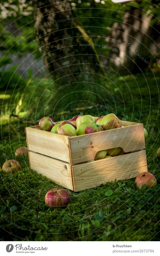 Streuobstwiese, Apfelernte Lebensmittel Frucht Bioprodukte Vegetarische Ernährung Gesunde Ernährung Gartenarbeit Landwirtschaft Forstwirtschaft Kasten