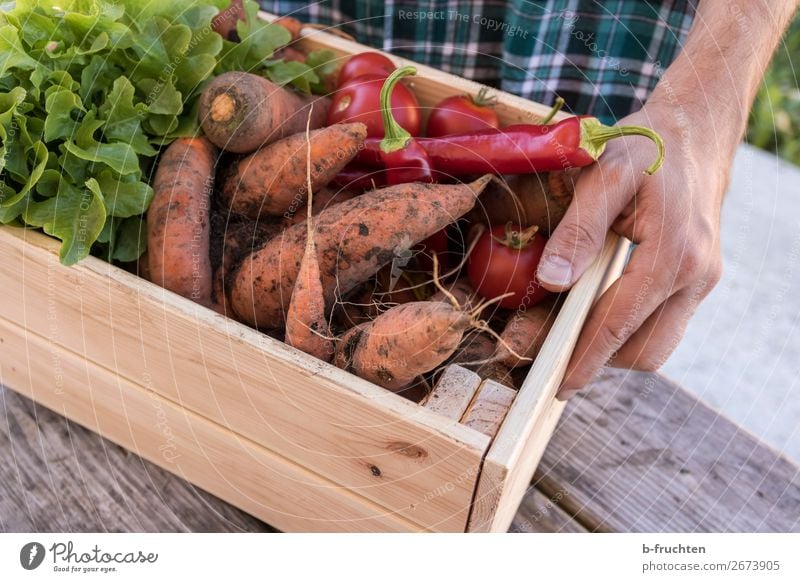 erntefrisches Gemüse in einer Holzkiste Lebensmittel Salat Salatbeilage Bioprodukte Vegetarische Ernährung Gesunde Ernährung Landwirtschaft Forstwirtschaft