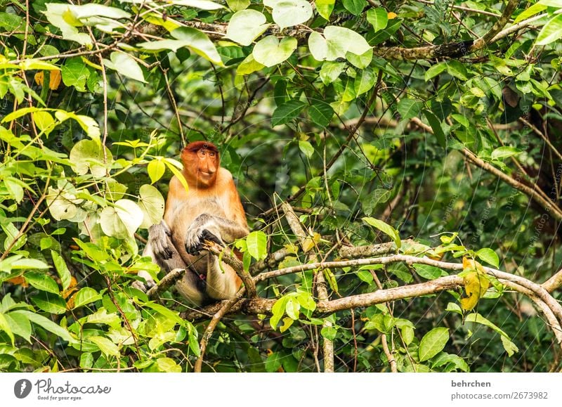 lächelnderweise Tierporträt Kontrast Licht Tag Menschenleer Außenaufnahme Farbfoto Umweltschutz Tierschutz beeindruckend Fernweh Sarawak bako nationalpark
