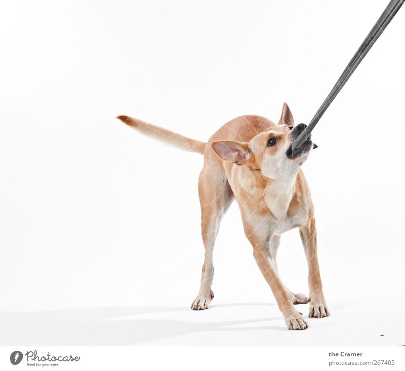 Lotte 04 Tier Hund Tiergesicht Pfote 1 kämpfen Spielen stehen Tauziehen sportlich Gesundheit positiv rebellisch gelb Freude Lebensfreude Kraft loyal Treue