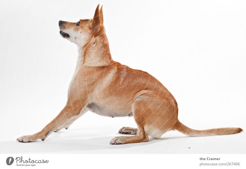 Lotte 03 Tier Hund beobachten sitzen ästhetisch Gesundheit muskulös Neugier wild gelb Lebensfreude Kraft Mut Tatkraft loyal Treue achtsam Erwartung Farbfoto