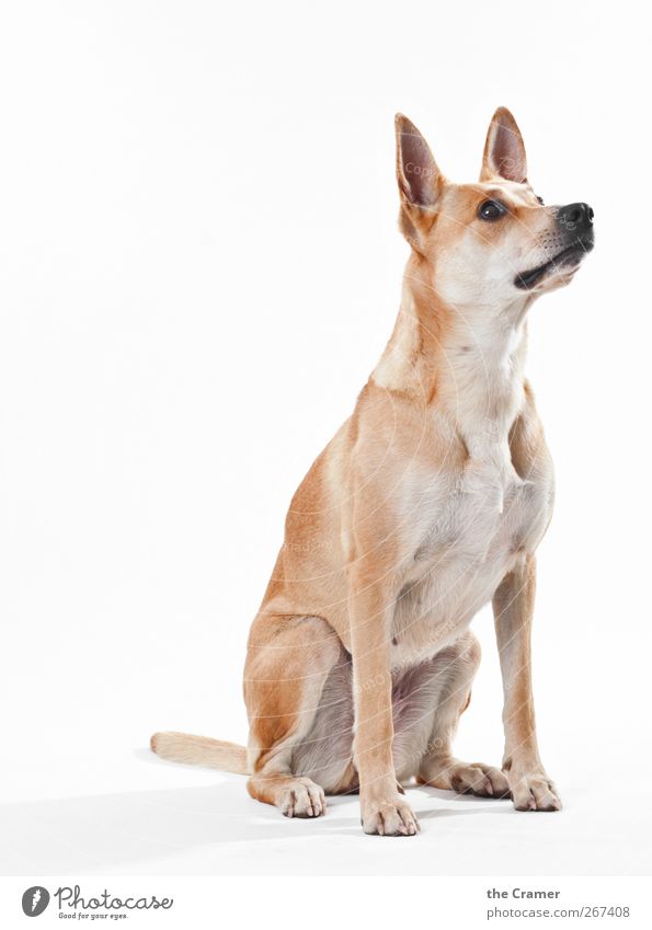 Lotte 01 Tier Hund Tiergesicht Fell Pfote Fährte Tierjunges beobachten entdecken sportlich Gesundheit Freundlichkeit Fröhlichkeit listig muskulös braun gelb