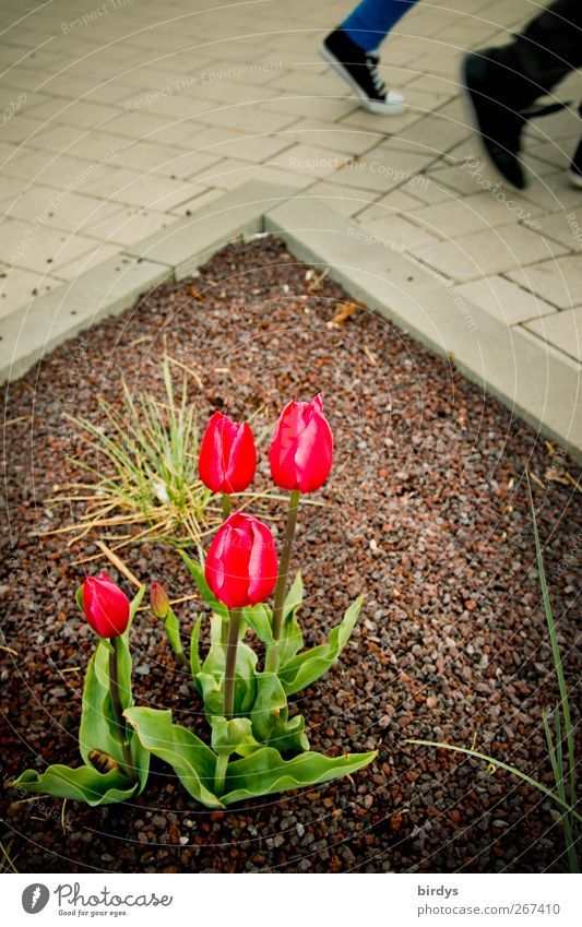 Tulpenwalk 2 Mensch Frühling Pflanze Fußgänger Wege & Pfade gehen leuchten ästhetisch authentisch Bewegung Partnerschaft Natur Stadt Blumenbeet Pflasterweg