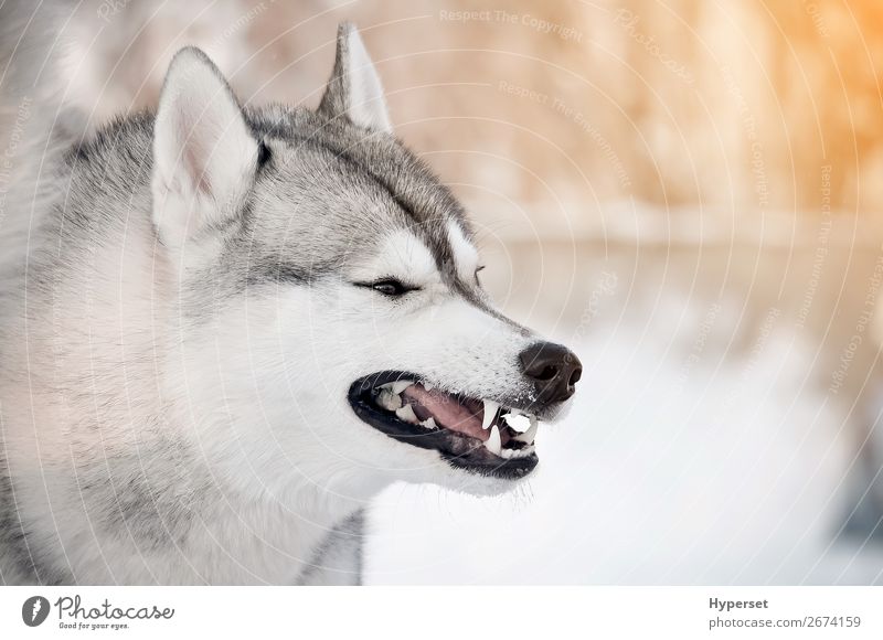 Grinsender grauer Hund mit Zähnen in Nahaufnahme Seitenporträt Winter Schnee weiß gefährlich kalt Frost Husky Körperhaltung sibirischer Husky Wolf Raubtier