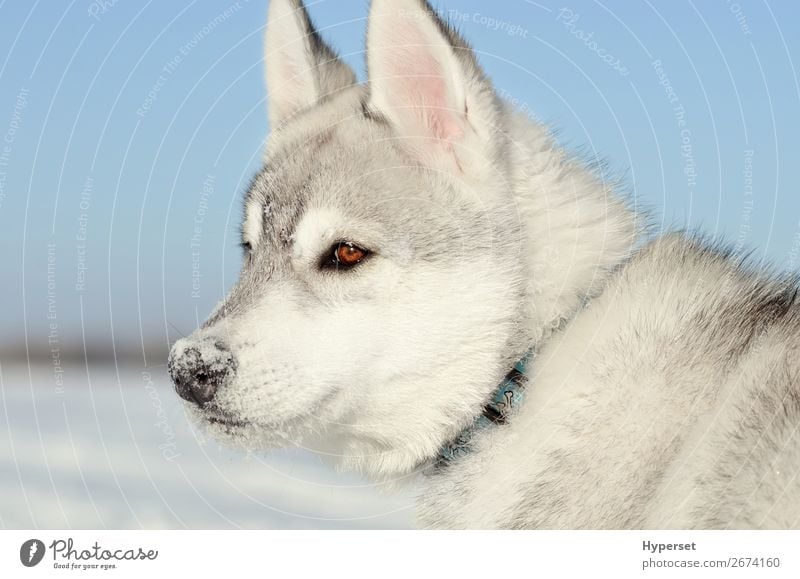 Sibirischer Husky Hund Welpe grau und weiß Seite Nahaufnahme Gesicht Winter Schnee Zähne Himmel Wiese stehen träumen natürlich niedlich blau schwarz Farbe