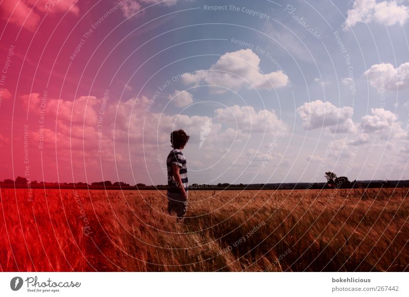 Retro Field Natur Landschaft Sonnenlicht Feld frei retro rot Wolken Filmmaterial Aussicht Fröhlichkeit heiter Baum T-Shirt Glück Naturliebe Einsamkeit einzeln