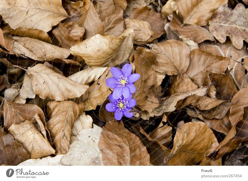 Kreislauf des Lebens Natur Frühling Pflanze Blüte Blätter Leberblümchen Eichenblätter Buchenblätter Waldboden braun gelb violett Frühlingsgefühle Beginn