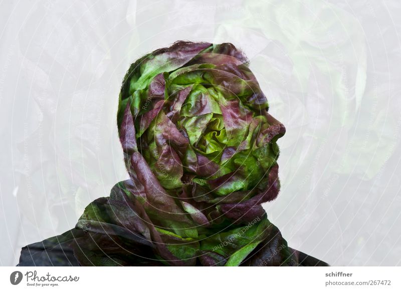 Salatkopf Mensch maskulin Mann Erwachsene Kopf Nase 1 grün Ernährung Bioprodukte Gesunde Ernährung Gesundheit außergewöhnlich fantastisch skurril Kopfsalat