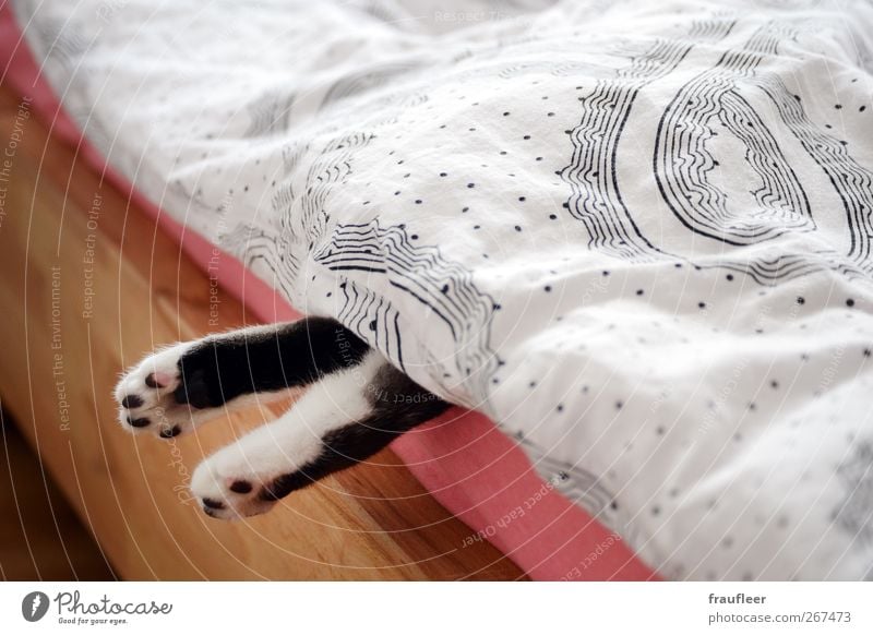 Pfoten Bett Schlafzimmer Fuß Tier Haustier Katze 1 Holz beobachten liegen schlafen braun rosa schwarz weiß Tierliebe Erschöpfung Erholung Langeweile