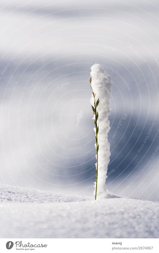 Überraschung | der Winter kam zu schnell Schnee Gras stehen Ausdauer standhaft Natur skurril Zusammenhalt Strebe abstützen Halt Verbundenheit Symbiose eng