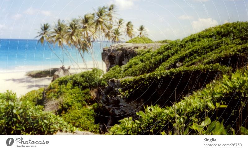 versteckter Strand Palme grün Meer türkis Südamerika Wasser