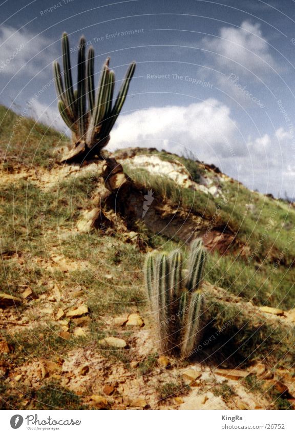 Stacheliges Duo Kaktus grün steinig Pflanze Kakteenen Sonne Himmel karg