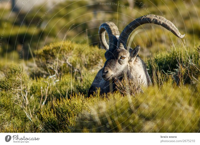 Westspanischer Steinbock Erholung Jagd Biologe maskulin Umwelt Natur Tier Gras Berge u. Gebirge Wildtier IBEX 1 stehen Tierliebe Umweltschutz Tiere Tierwelt