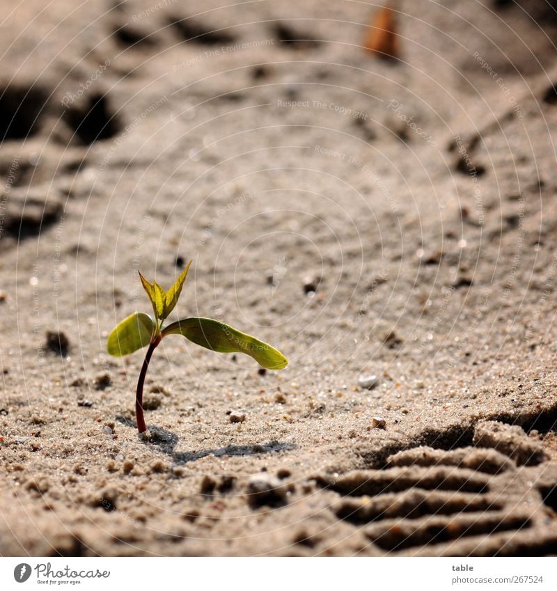 überleben... Umwelt Natur Pflanze Sand Frühling Sommer Baum Blatt Grünpflanze Wildpflanze Keim keimen Trieb Fußspur Profil Wachstum niedlich grau grün Kraft