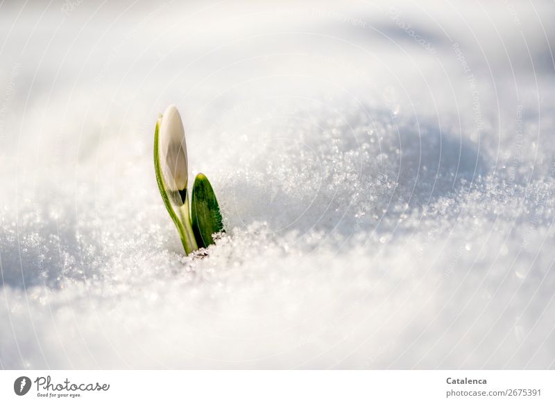 Zaghafter Beginn; die Knospe eines Schneeglöckchens kämpft sich durch die Schneedecke Winter Natur Pflanze Frühling Eis Frost Blume Blatt Blüte Garten Blühend