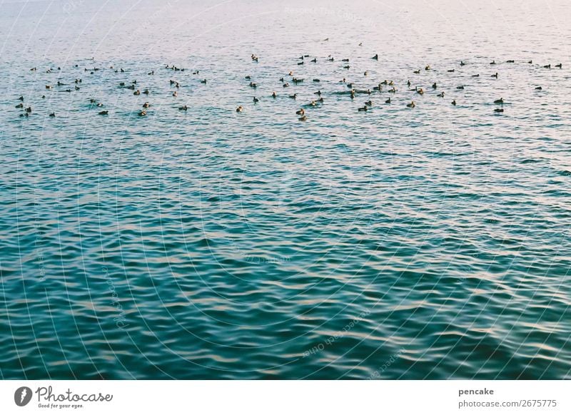 alle meine entchen Landschaft Urelemente Wasser Wellen See Tier Vogel Entenvögel Möwenvögel Schwarm kalt Bodensee Im Wasser treiben grün-blau türkis Farbfoto